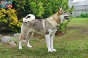 Lire la suite à propos de l’article Laika éleveurs et chiots en Bourgogne-Franche-Comté