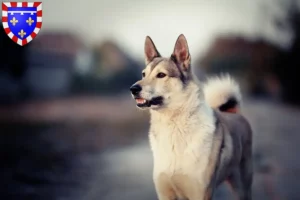 Lire la suite à propos de l’article Laika éleveurs et chiots en Centre-Val de Loire