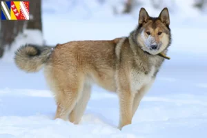 Lire la suite à propos de l’article Laika éleveurs et chiots en Grand Est