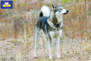 Lire la suite à propos de l’article Laika éleveurs et chiots en Région de Bruxelles-Capitale