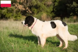 Lire la suite à propos de l’article Éleveurs de Landseer et chiots en Pologne