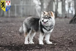 Lire la suite à propos de l’article Éleveurs de chiens lapins finlandais et chiots en Hauts-de-France