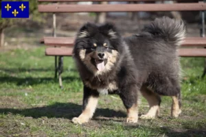 Lire la suite à propos de l’article Éleveurs de chiens lapins finlandais et chiots en Île-de-France