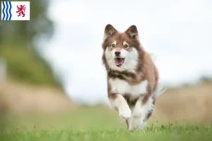 Lire la suite à propos de l’article Éleveurs de chiens lapins finlandais et chiots en Nouvelle-Aquitaine