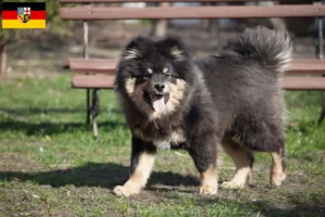 Lire la suite à propos de l’article Éleveurs de chiens lapins finlandais et chiots en Sarre