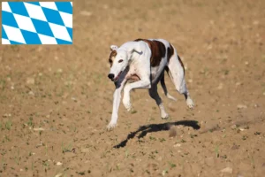 Lire la suite à propos de l’article Magyar Agar éleveurs et chiots en Bavière