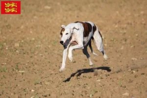 Lire la suite à propos de l’article Éleveurs de Magyar Agar et chiots en Normandie