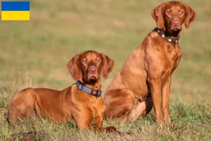 Lire la suite à propos de l’article Magyar Vizsla éleveurs et chiots en Ukraine