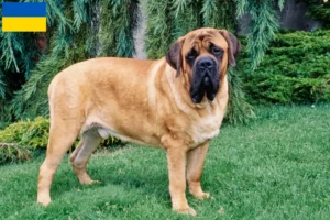 Lire la suite à propos de l’article Éleveurs de Mastiffs et chiots en Ukraine