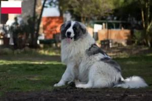 Lire la suite à propos de l’article Mastín del Pirineo Éleveurs et chiots en Pologne