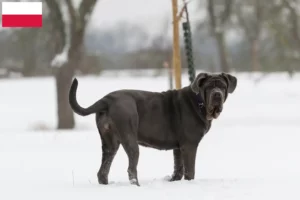 Lire la suite à propos de l’article Mastino Napoletano éleveurs et chiots en Pologne