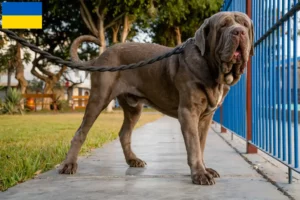 Lire la suite à propos de l’article Mastino Napoletano éleveurs et chiots en Ukraine