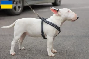 Lire la suite à propos de l’article Éleveurs de Miniature Bull Terrier et chiots en Ukraine