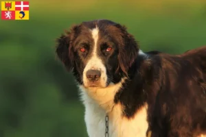 Lire la suite à propos de l’article Mioritic Éleveurs et chiots en Auvergne-Rhône-Alpes