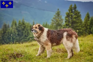 Lire la suite à propos de l’article Mioritic Éleveurs et chiots en Île-de-France