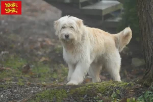 Lire la suite à propos de l’article Mioritic éleveurs et chiots en Normandie