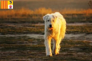 Lire la suite à propos de l’article Mioritic éleveurs et chiots en Provence-Alpes-Côte d’Azur