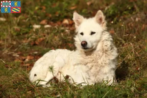 Lire la suite à propos de l’article Éleveurs de Mudi et chiots en Bourgogne-Franche-Comté