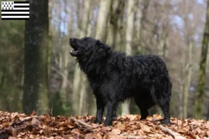 Lire la suite à propos de l’article Éleveurs de mudi et chiots en Bretagne