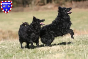 Lire la suite à propos de l’article Éleveurs de Mudi et chiots en Centre-Val de Loire