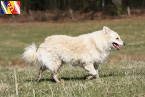 Lire la suite à propos de l’article Éleveurs de Mudi et chiots en Grand Est