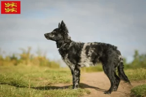 Lire la suite à propos de l’article Éleveurs de Mudi et chiots en Normandie