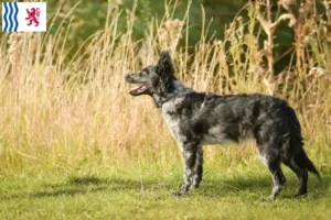 Lire la suite à propos de l’article Éleveurs de Mudi et chiots en Nouvelle-Aquitaine