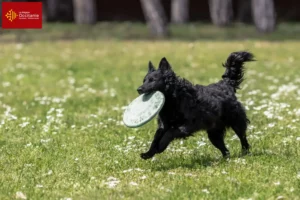 Lire la suite à propos de l’article Éleveurs de Mudi et chiots en Occitanie