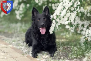 Lire la suite à propos de l’article Éleveurs de Mudi et chiots en Pays de la Loire