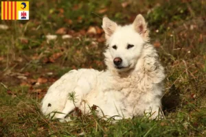 Lire la suite à propos de l’article Éleveurs de Mudi et chiots en Provence-Alpes-Côte d’Azur