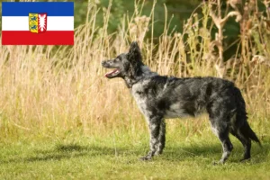 Lire la suite à propos de l’article Éleveurs de Mudi et chiots dans le Schleswig-Holstein