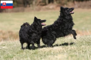 Lire la suite à propos de l’article Éleveurs de Mudi et chiots en Slovaquie