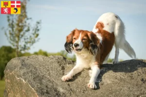 Lire la suite à propos de l’article Nederlandse Kooikerhondje éleveurs et chiots en Auvergne-Rhône-Alpes