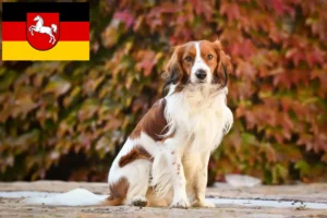 Lire la suite à propos de l’article Nederlandse Kooikerhondje éleveurs et chiots en Basse-Saxe