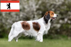 Lire la suite à propos de l’article Nederlandse Kooikerhondje éleveurs et chiots à Berlin