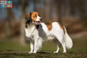 Lire la suite à propos de l’article Nederlandse Kooikerhondje éleveurs et chiots en Bourgogne-Franche-Comté