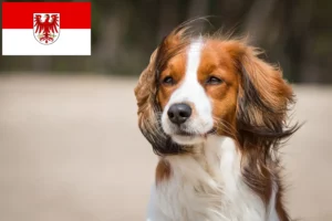 Lire la suite à propos de l’article Nederlandse Kooikerhondje éleveurs et chiots dans le Brandebourg