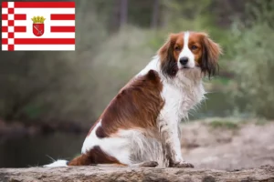 Lire la suite à propos de l’article Nederlandse Kooikerhondje éleveurs et chiots à Brême