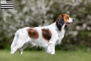 Lire la suite à propos de l’article Nederlandse Kooikerhondje éleveurs et chiots en Bretagne