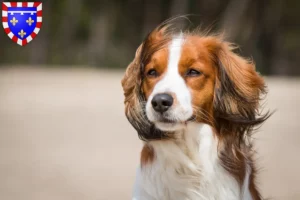 Lire la suite à propos de l’article Nederlandse Kooikerhondje éleveurs et chiots en Centre-Val de Loire