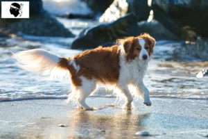 Lire la suite à propos de l’article Nederlandse Kooikerhondje éleveurs et chiots en Corse