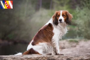 Lire la suite à propos de l’article Nederlandse Kooikerhondje éleveurs et chiots en Grand Est