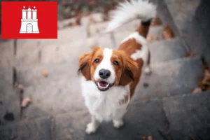 Lire la suite à propos de l’article Nederlandse Kooikerhondje éleveurs et chiots à Hambourg