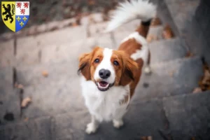 Lire la suite à propos de l’article Nederlandse Kooikerhondje éleveurs et chiots en Hauts-de-France