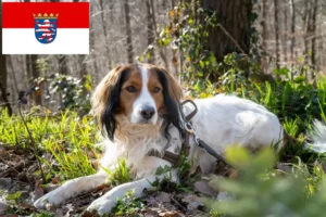 Lire la suite à propos de l’article Nederlandse Kooikerhondje éleveurs et chiots en Hesse