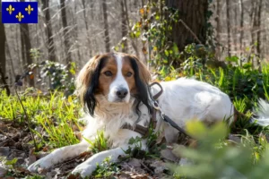 Lire la suite à propos de l’article Nederlandse Kooikerhondje éleveurs et chiots en Île-de-France