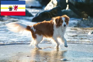 Lire la suite à propos de l’article Nederlandse Kooikerhondje éleveurs et chiots dans le Mecklembourg-Poméranie occidentale