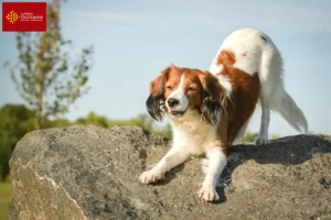 Lire la suite à propos de l’article Nederlandse Kooikerhondje éleveurs et chiots en Occitanie