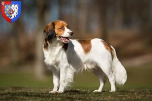 Lire la suite à propos de l’article Nederlandse Kooikerhondje éleveurs et chiots en Pays de la Loire