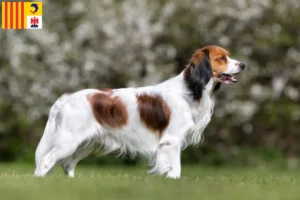 Lire la suite à propos de l’article Nederlandse Kooikerhondje éleveurs et chiots en Provence-Alpes-Côte d’Azur